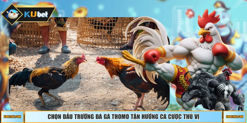 Chọn đấu trường đá gà Thomo tận hưởng cá cược thú vị