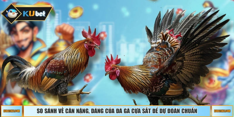 So sánh về cân nặng, dáng của đá gà cựa sắt để dự đoán chuẩn