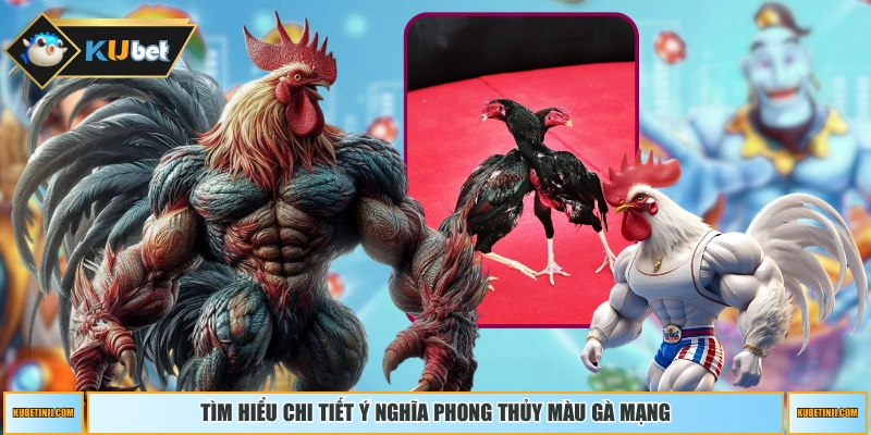Tìm hiểu chi tiết ý nghĩa phong thủy màu gà mạng