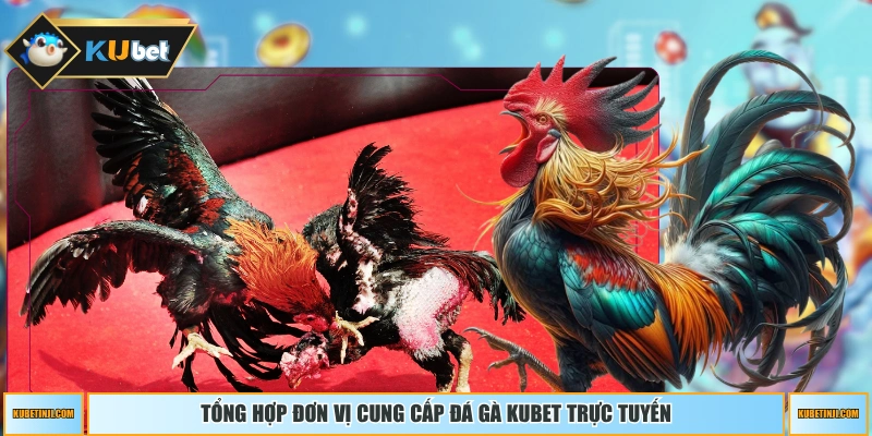 Tổng hợp đơn vị cung cấp đá gà KUBET trực tuyến